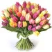 Colorful tulips 12-100 pcs.