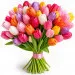 Colorful tulips 12-100 pcs.