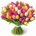 Colorful tulips 12-100 pcs.