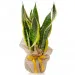 Sanseveria