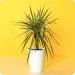 Dracena
