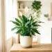 Peace Lily 