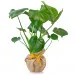 Monstera w jasnej doniczce z personalizacją