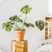 Monstera
