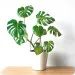 Monstera