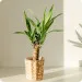 Yucca