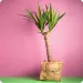 Yucca