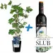 Vines with non-alcoholic wine