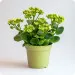 Kalanchoe
