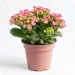 Kalanchoe