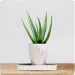 Aloes
