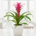 Guzmania