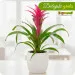 Guzmania