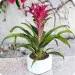 Guzmania