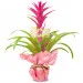 Guzmania for Mother's Day