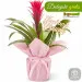 Guzmania for Mother's Day