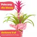 Guzmania for Mother's Day