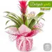 Guzmania for Mother's Day