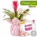 Mother's Day Guzmania with a box of chocolates