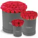 Red roses in a gray box