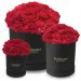 Red carnations in a black box