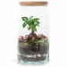 Forest in a jar DIY - Bonsai