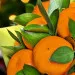 Bouquet of mandarins