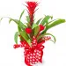 Love Guzmania