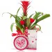 Loving Guzmania with treats