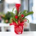 Love Guzmania