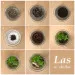 Las w słoiku DIY - Zagajnik
