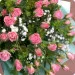 Bouquet Prima Vera
