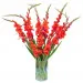Red gladiolus