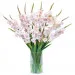 Pink gladiolus