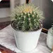 Cactus in a pot