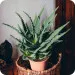 Aloes