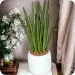 Sanseveria - cylindrica