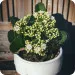 Kalanchoe