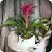 Guzmania