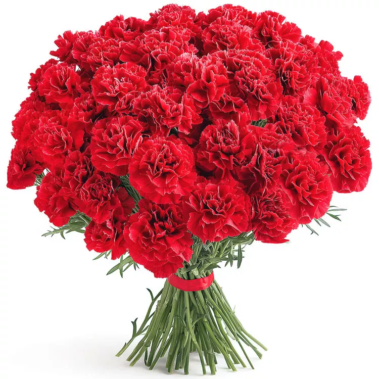Red carnations 11-100 pcs.