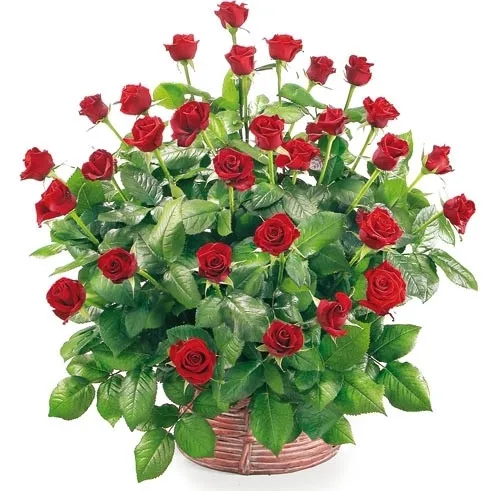 kosz 30 czerwonych róż, długie róże w koszu wiklinowym, kompozycja miłosna