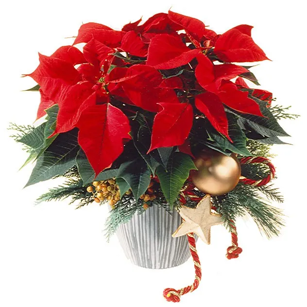Red Poinsettia Christmas Style - Azerbaijan