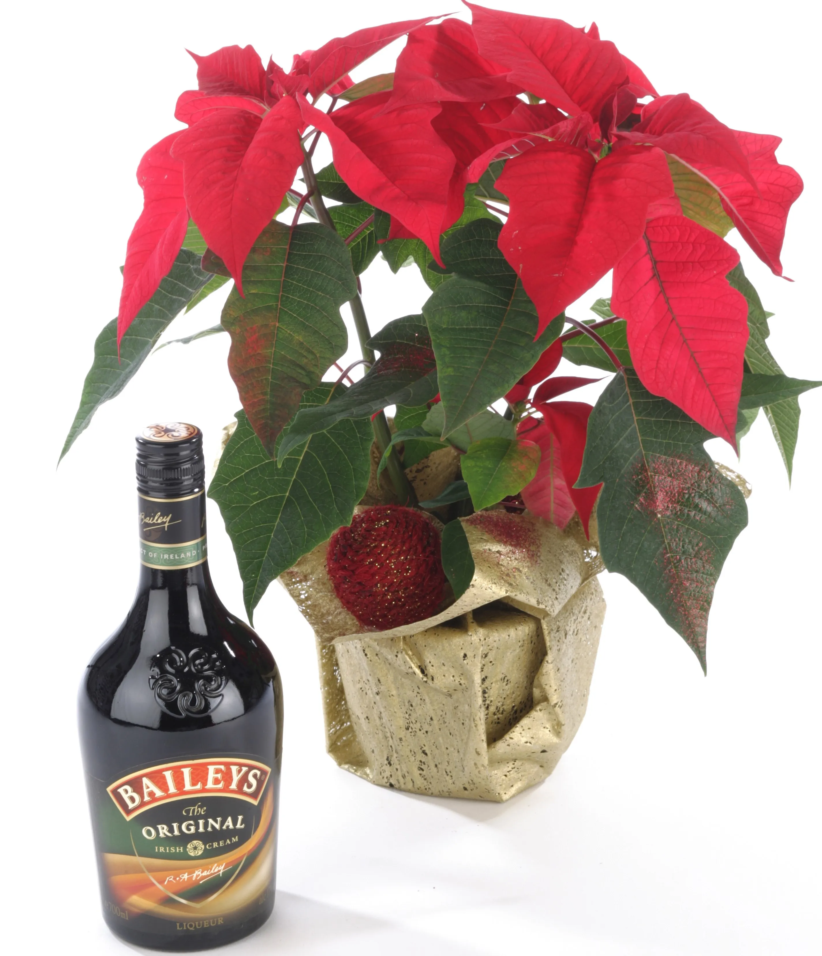 Poinsettia Plant and Cream Liqueur