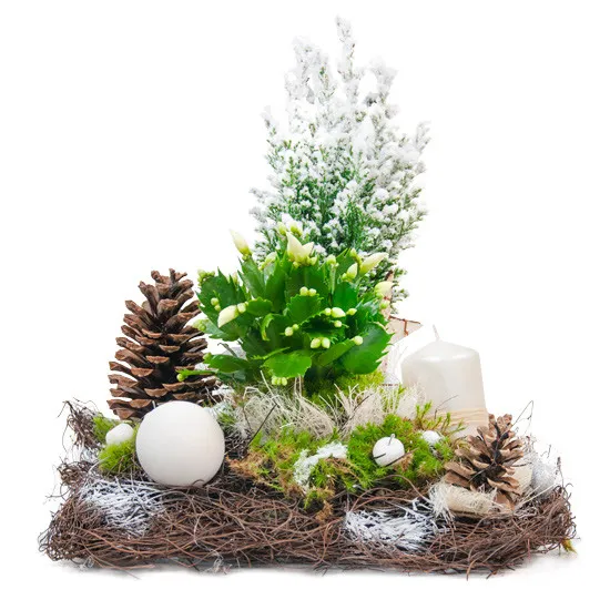 Centrepiece crib , Cypriot reed, christmas cactus, cone, candle, bark, fascine, decorative apple, bauble, drought, holiday reed.