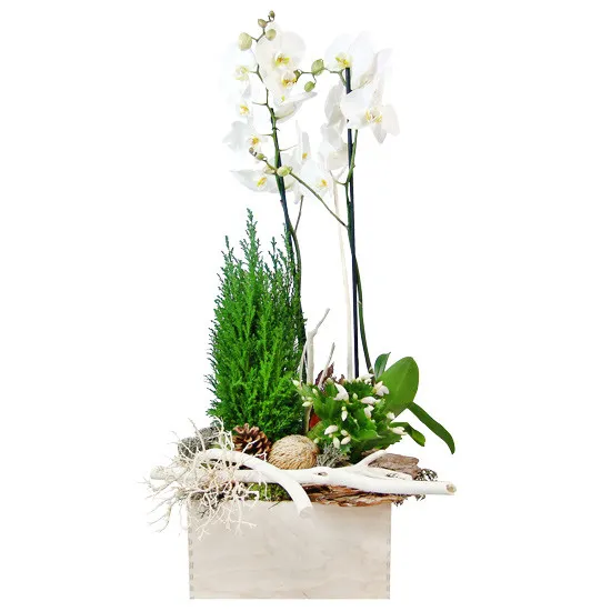 Forest centrepiece,centrepiece made of phalaenopsis reed, cypress, christmas cactus , dried root, cone, bark, dry, holiday reed