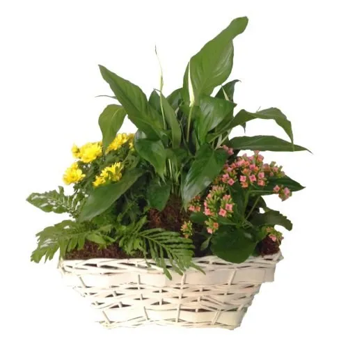 Mixed Plants In Basket - Lesotho