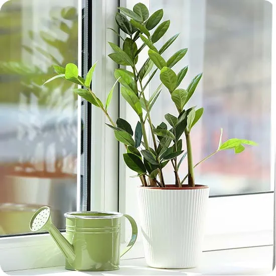 Poczta Kwiatowa® Anti-smog plant - Zamiokulkas, potted plant with delivery