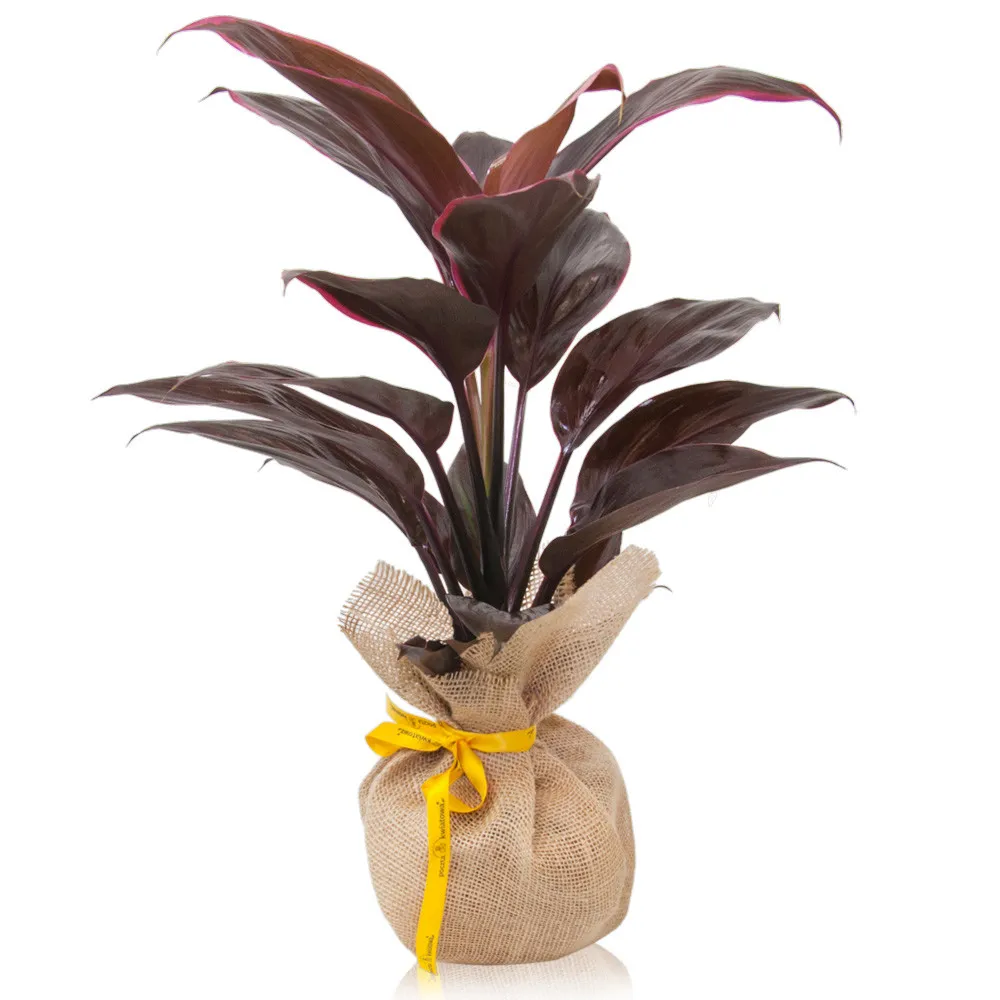 Kordylina Mambo, czerwona roślina w doniczce