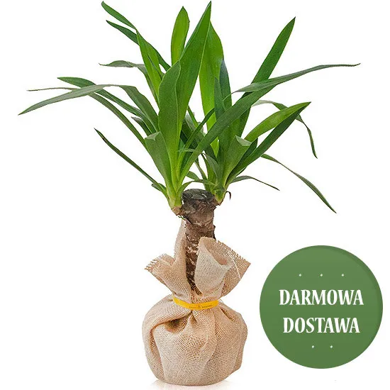 Poczta Kwiatowa® rośliny doniczkowe - Yucca, kwiat w doniczce z dostawą