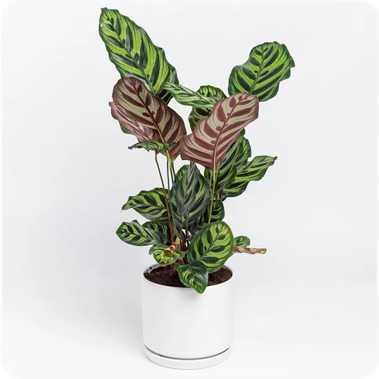 Calathea Makoyana - Poczta Kwiatowa® Rośliny doniczkowe z dostawą